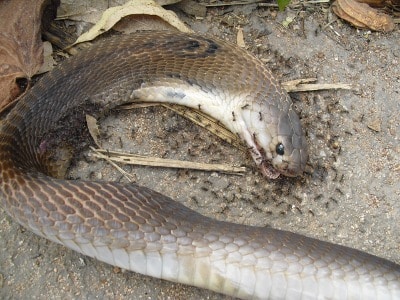 snake