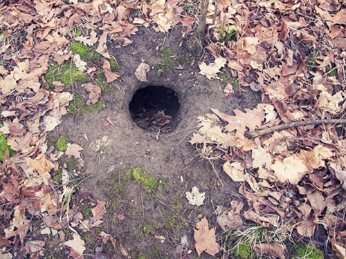 burrow-entrance small animal burrow hole entrance under leaves