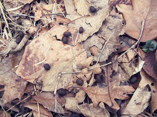 scat-droppings small animal scat dropping on forest floor leaves
