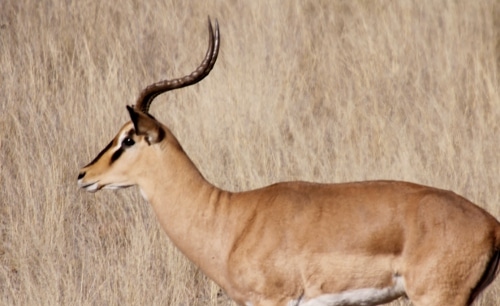 impala