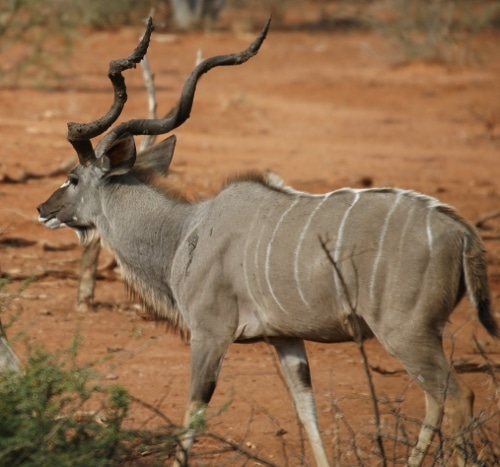 kudu