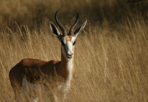 springbok