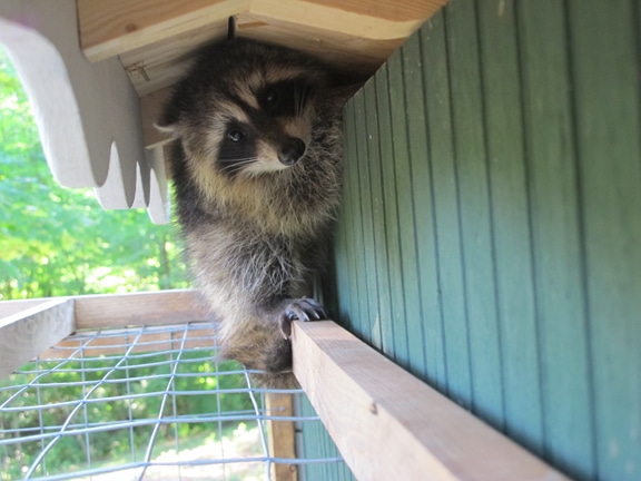 Raccoon trying to slip through crack in coop.
