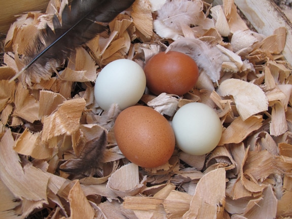 My morning selection of fresh eggs.