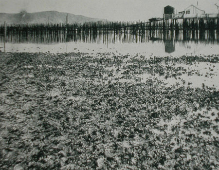 oysterbed