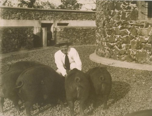 jackandpigs