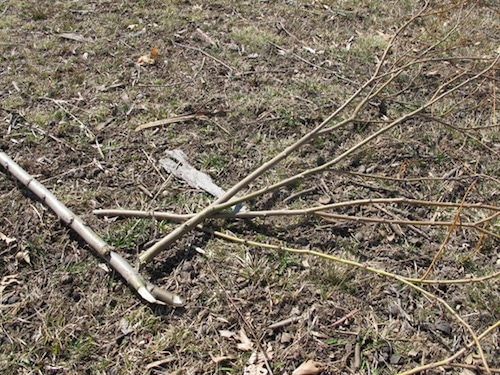 sapling-trimmed-down