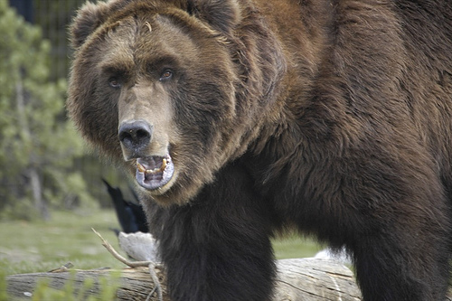 black bear prey