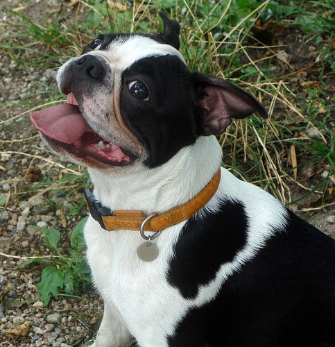 boston-terrier