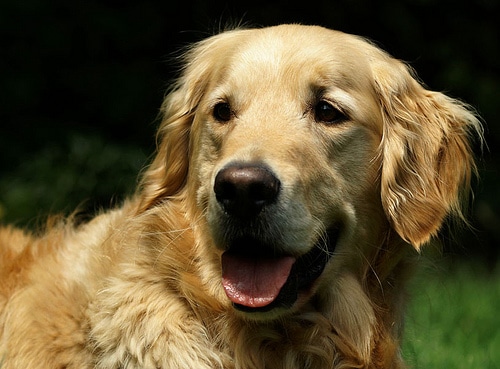 golden retriever dog pictures. The Dogs. Golden Retriever