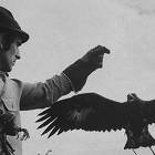 An Introduction to Falconry