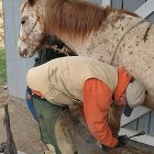 So You Want My Job: Farrier