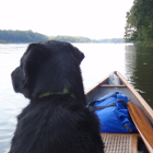 Thumbnail image for Adventures with Fido: How to Camp with Your Dog