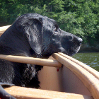 Thumbnail image for Dog Paddling: How to Take Your Pooch Canoeing