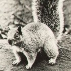 How to Field Dress a Squirrel