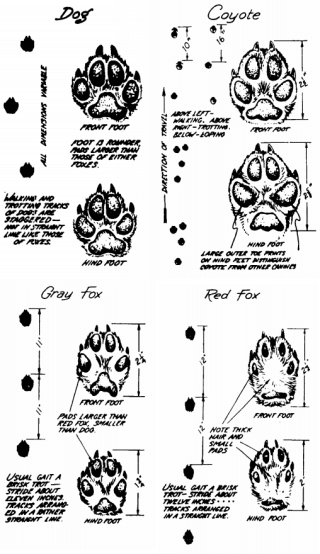 identify animal tracks illustration canines dog coyote