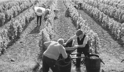 Artistic black and white photo capturing men working in a vineyard, showcasing the artistry of winemaking.