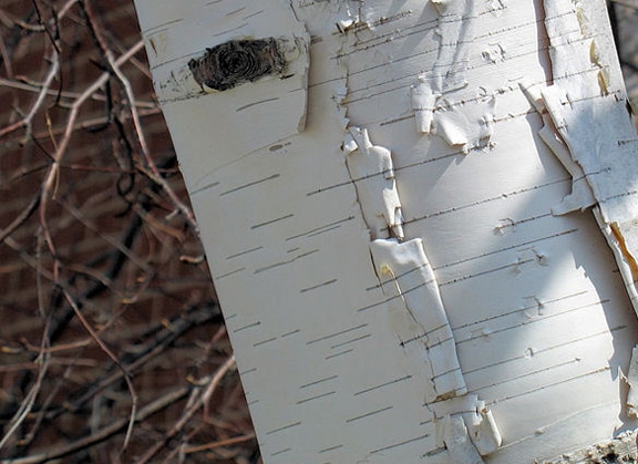 A close up of a white birch tree, showcasing its survivalist nature and the beauty of trees.