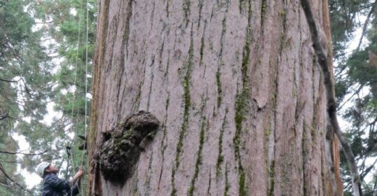 A professional tree climber gracefully scaling a tall tree.