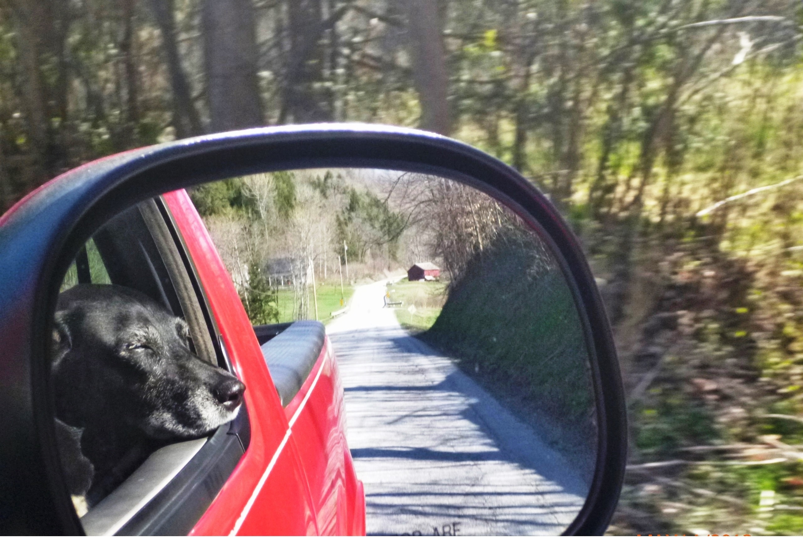 A black dog is staring out of the rear view mirror of a red truck.