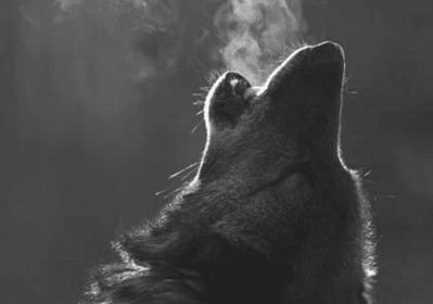 A black and white photo of an alpha wolf howling.