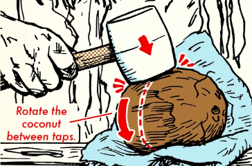 A drawing of a person hammering a coconut open.