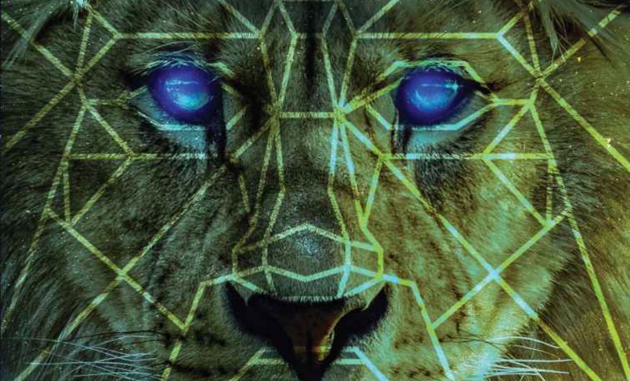 An image of a lion with striking blue eyes.
