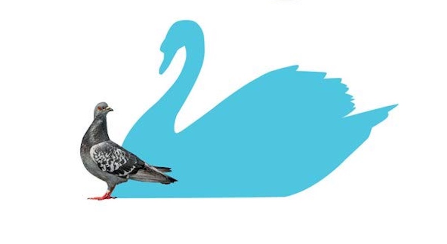 A pigeon is standing next to a blue swan in the park.