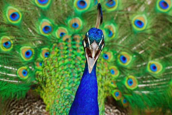 A close up of a peacock displaying its colorful feathers.