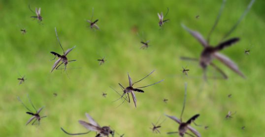 Effective mosquito control.