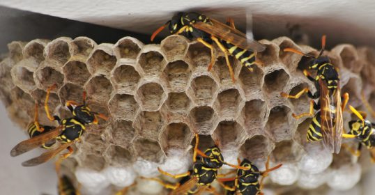 A nest of wasps, a pest that requires control.