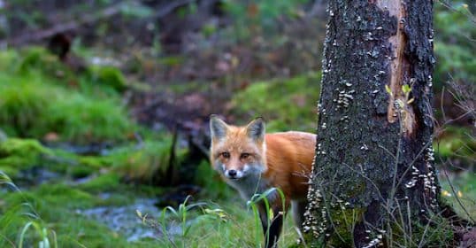 A red fox peering out from behind a tree in a forest during an episode of Podcast #883.