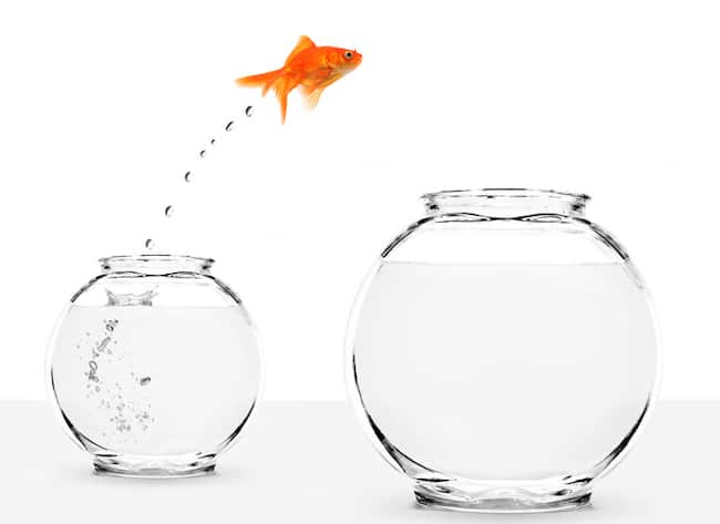 Goldfish leaping from a little bowl to a bigger one, embodying "little fish in a big pond.