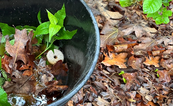 A mosquito bucket, colored black and containing water with young green plants, is partially submerged in a bed of fallen, brown leaves.