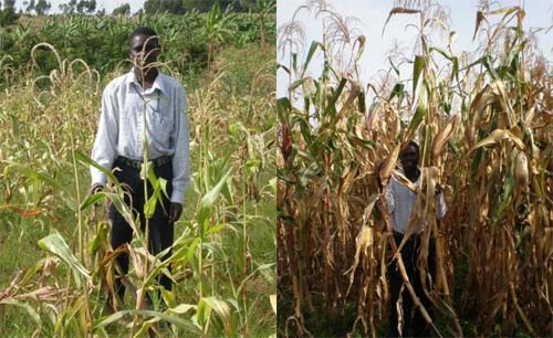Nuru Internation Crop Results farmer in corn