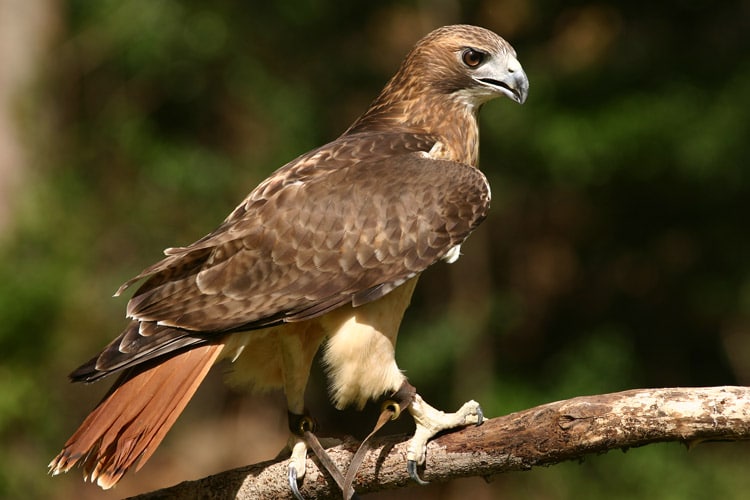 Falcon sitting on tree branch.