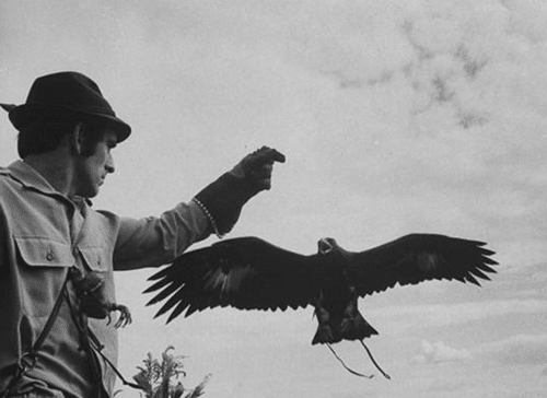 Vintage man practicing falconry with glove.