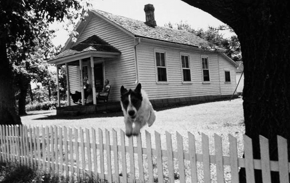 White dog jumping over fence.