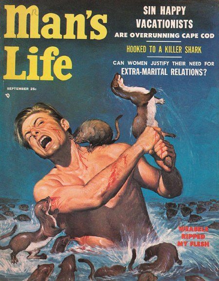 Man's life magazine cover weasels ripped flesh of a man.