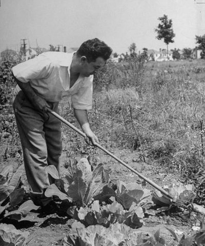 Vintage man working in garden tilling soil.