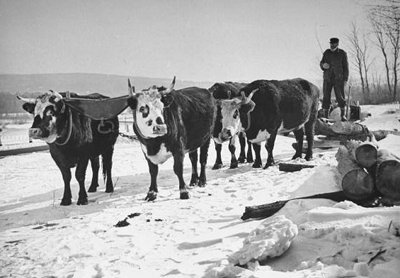 Vintage man leading oxen team on a snow.