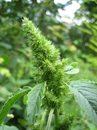 edible plant - amaranth