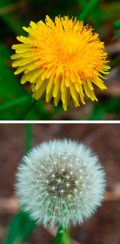 edible plant - dandelion