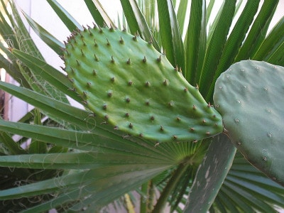 edible plant - prickly pear