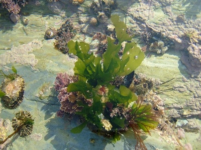 edible plant -seaweed