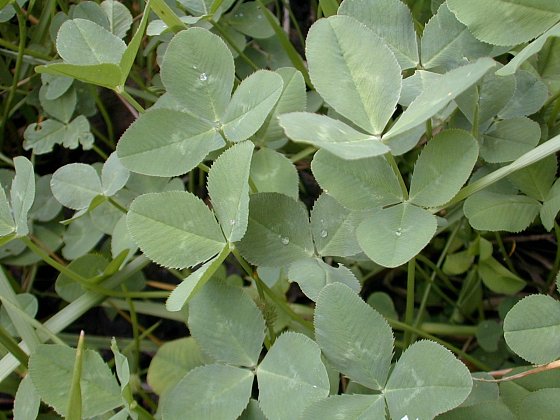 Clovers plants portrait.