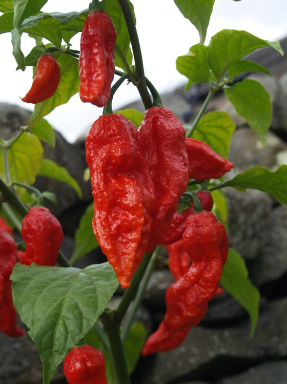 Red ghost chili peppers growing on plants. 