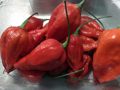 Red naga viper peppers in bowl. 