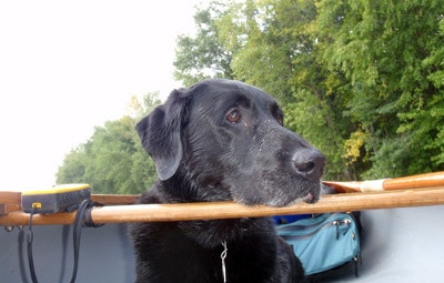 Black dog sitting in canoe. 