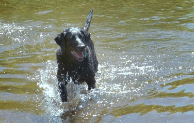Black dog running in shallow water. 